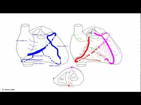 Blood supply of the heart