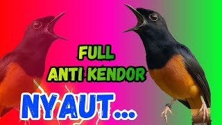 Download lagu DORR‼️pancingan murai batu gacor sangat AMPUH menjadikan murai DIAM langsung bunyi GACOR nyaut mp3