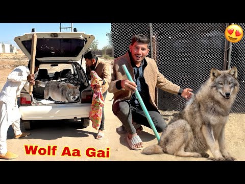 Humy Wolf 🐺 Got it 😍