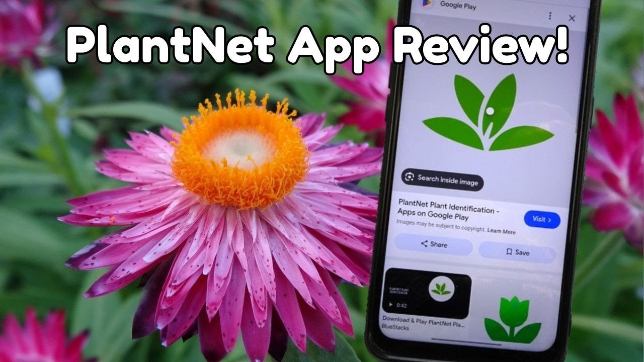 PlantNet App Review! (A Free Plant Identification App) 38 Plants identified!
