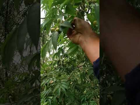 oh Thaicherem buthai bangma ni #jkhb #shortvideo #fruit #sujay