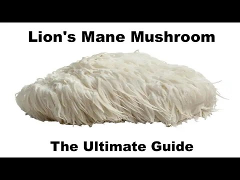 The Ultimate Guide to Lion's Mane: Nature's Nootropic Wonder
