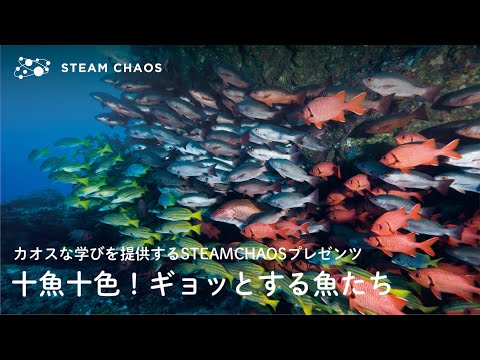 『海から受け取る命のバトン #2』十魚十色！ギョッとする魚たち！  鎌倉の海を守るべく、ブリパイセン一味がドドド〜ッと海を駆け巡る！【 #STEAMCHAOS 】