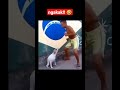 Lucu Anjing Menyanyi Dog Dance Viraldance Animals