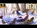 Colourful Birds in Winter | TV for Dogs and Cats | Nature Sounds
