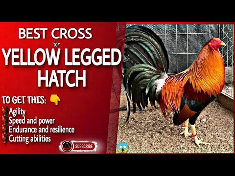 Some of the good combination of this yellow legged hatch chicken.