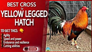 Some of the good combination of this yellow legged hatch chicken.