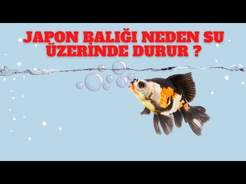 🌟 Akvaryumda Japon Balığı Neden Hızlı Hava Alıyor? Çözüm Yolları! 💧🔍