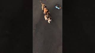 自ら寄り添ってくる猫♡