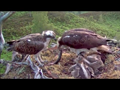 Louis the Loch Arkaig Osprey delivers a third fish18 Jun 2020