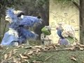 Sesame Street News Little Red And The Wolf Get Lost