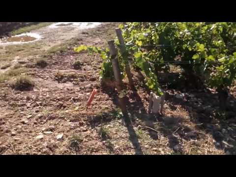 download lagu mp3 mp4 Savigny Les Beaune Vino, download lagu Savigny Les Beaune Vino gratis, unduh video klip Savigny Les Beaune Vino