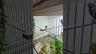 Download lagu Black Siskin, Schwarzzeisig #birds #finchfinch #finches #bird #birdsounds #birdspecies #birdslover mp3