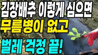 김장배추 이렇게 심으면 농약안써도 무름병이 없고 이거 하나로 벌레걱정도 끝!