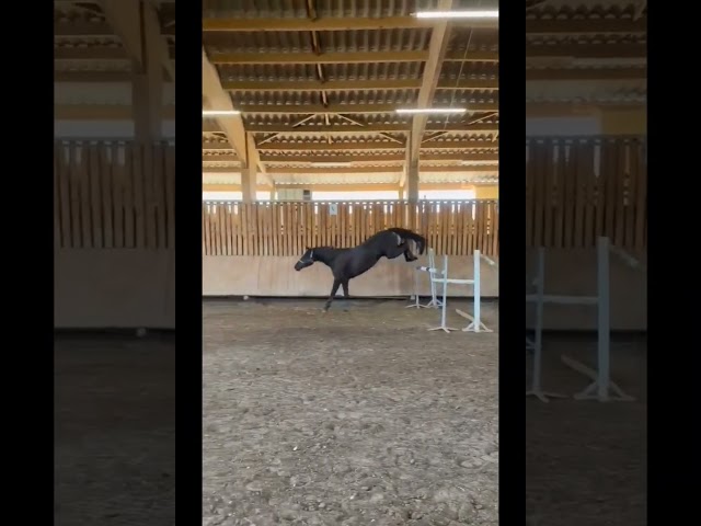 Belle jument noire dressage/cce/cso