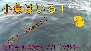 【館山釣り情報】小魚沸いてます！頑張ればフラットもあり？5/13【釣りっぱり】