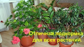 Бросать в воду как приманку для цветов