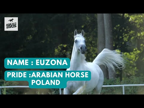 Arabian Horse EUZONA - Om El Bellissimo x Euzetia