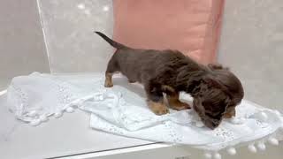 カニンヘンダックスフンドの動画01