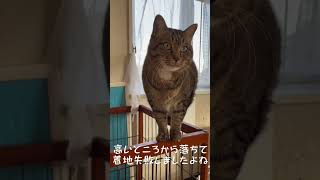 ひろゆきにディスられる、我が家の猫親分、ポンプさん。