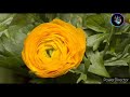 Sinnavate Sinnavte Nenjil Vantha Ennavate சின்னவரே சின்னவரே நெ�