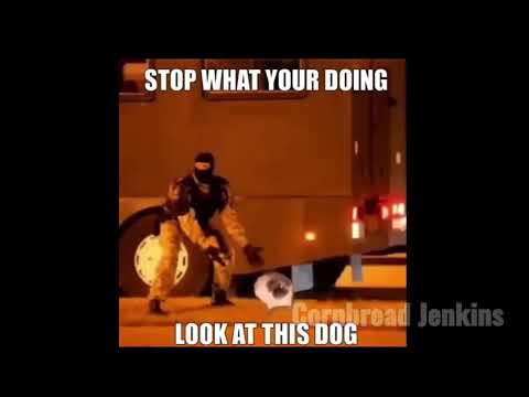 LOOK AT THIS DOG (FULL SONG)