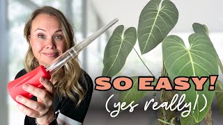 These Weird Tools SOLVED My Plant Problems