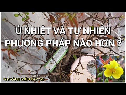 🔴 QBS2170 - CÂY MAI NỞ HOA BẰNG Ủ NHIỆT TỐT HƠN HAY NỞ TỰ NHIÊN | THỜI ĐIỂM TÚT LÁ MAI VÀNG MIỀN BẮC