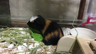 おとうとができました