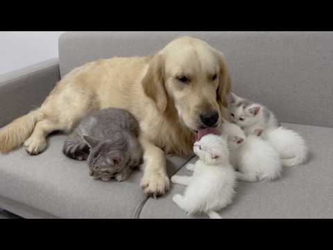 YouTube 썸네일