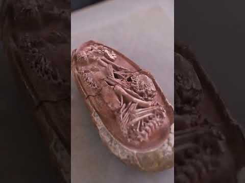 Dinosaur embryo found intact! 🤔🦖 #Shorts