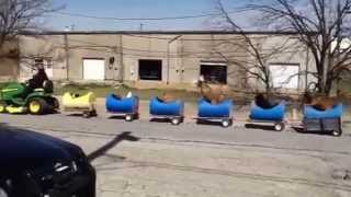 Hilarious Dog Train Fun For Kids to Watch in Fort Worth