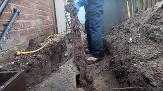 Longest Root Pulled From A Drain! Unbelievable!