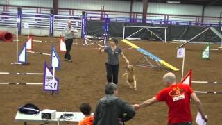 AKC Agility (Novice FAST, Novice JWW, Novice Standard) 02-21-14