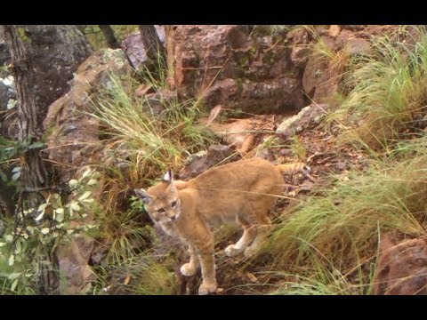 VIDEO: Cámara capta por primera vez a un lince en el Desierto de los Leones,  en CdMx - SinEmbargo MX