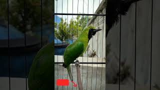 Download lagu Cucak ijo top perform part 7 #shorts mp3 Download lagu Cucak ijo top perform part 7 #shorts mp3