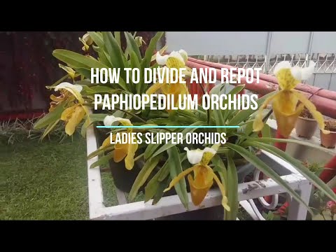 HOW TO DIVIDE AND REPOT A PAPHIOPEDILUM ORCHID or LADIES SLIPPER ORCHID