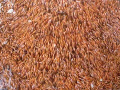 Alevinos de Tilapia Roja de Agua Verde Acuicultura