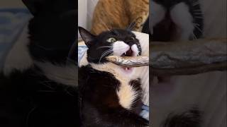 #funny #cat #funnyvideo #catvideo #cute #studywithmeandmycat