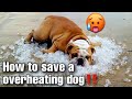 Dog Overheating - How to save your dog from heat stroke and heat stress‼️ BREEDERS HACKS‼️