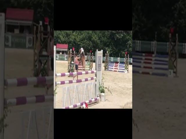 Poney Welsh Cob de 4 ans