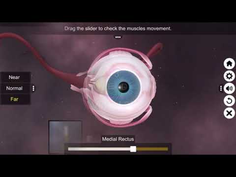 The Eye (Anatomy & Physiology)