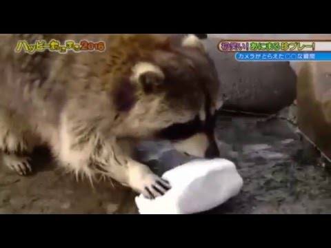 Raccoon eats cotton candy in the end!
