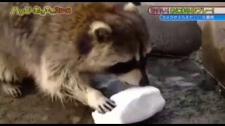 Raccoon eats cotton candy in the end!
