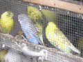 Burung Dalam Sangkar Emilia Contessa
