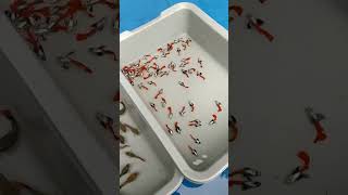 Separating Male Female For breeding Platinum Redtail Dumbo Ear Guppy