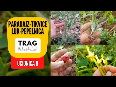 TOMATOES - ZUCCHINI - ONION - ASH BAR - CLASSROOM 9 (2022) [TRACE OF THE PLANT]