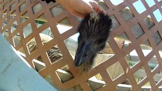 preview picture of video 'Junior Emu bird biting the camera - Ostrich Land in Solvang , California'