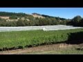 Netting at Gisborne Peak Winery 2012.mov