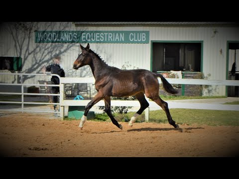 "So In Love M.R." 2021 Imported Oldenbug Colt by Sir Donnerhall.